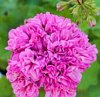 Пеларгония Ю Диско/укорененный черенок