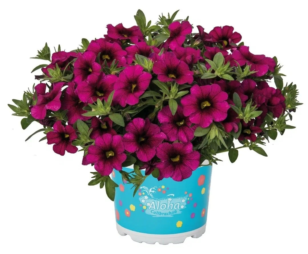 Aloha Kona Neon/подрощенное растение, фото 1