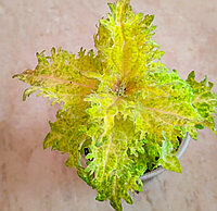 Колеус Лунное мерцание. Новинка/укорененный черенок