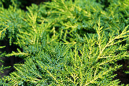 Можжевельник горизонтальный Golden Star с3