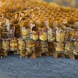 Перга 50 гр, фото 6