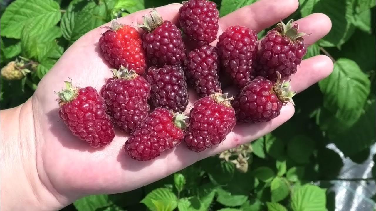 Ежемалина "Букингем Тайберри" С2