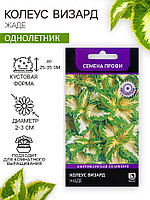 Семена цветов Колеус Визард Жаде, 10шт