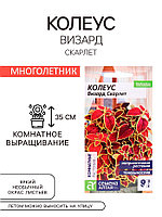 Семена комнатных цветов Колеус "Скарлет", ц/п, 5 шт.