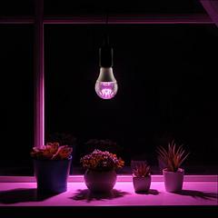 УЦЕНКА Фитолампа для растений Luazon, светодиодная, А60, E27, 15 Вт, IP44, 220 В, 270°, мультиспектр ...