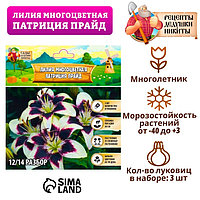Лилия Многоцветная "Патриция Прайд", р-р 12/14, 3 шт, Весна 2025