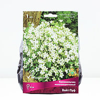 Колокольчик "молочноцветковый Вайт Пуф", 1 шт, р-р I, Весна 2025