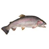 Живая порционная форель