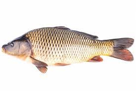 Живой сазан - фото 1 - id-p122662778