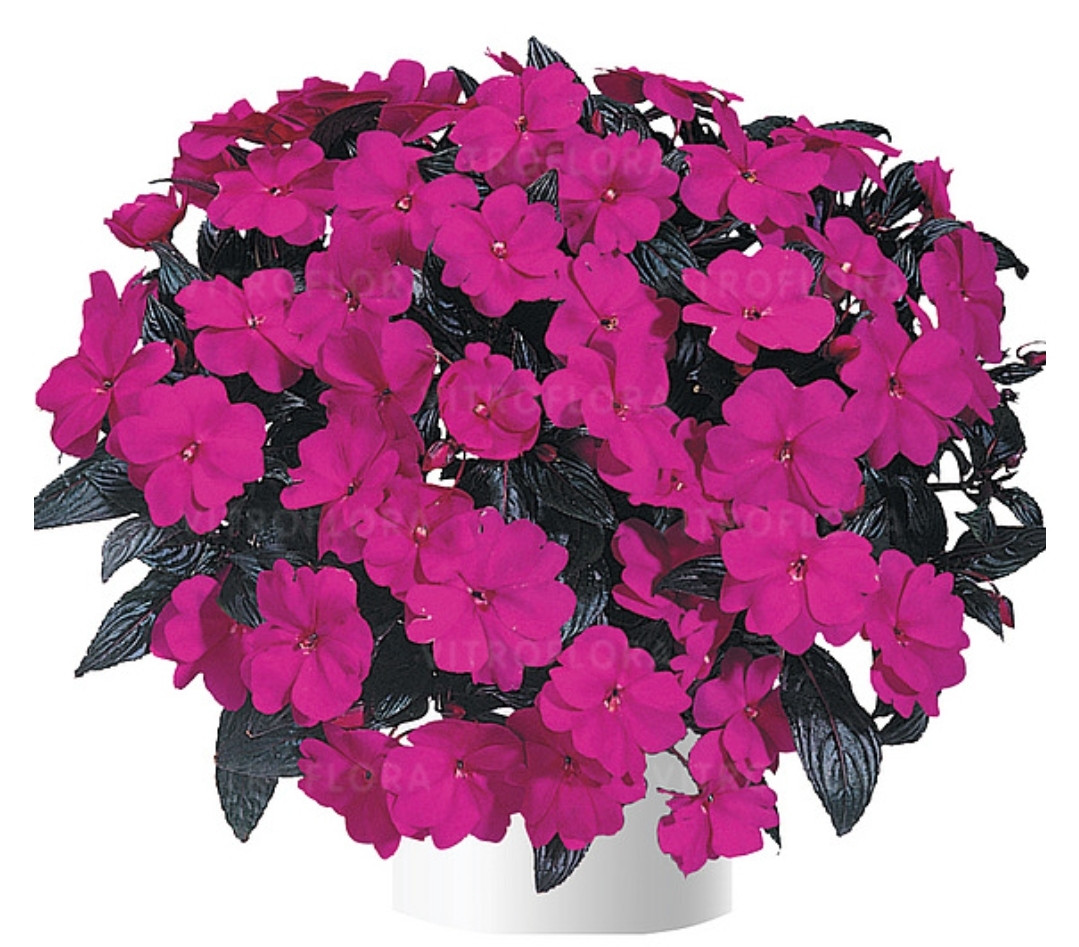 Бальзамин Новогвинейский Harmony Violet/ укор.черенок