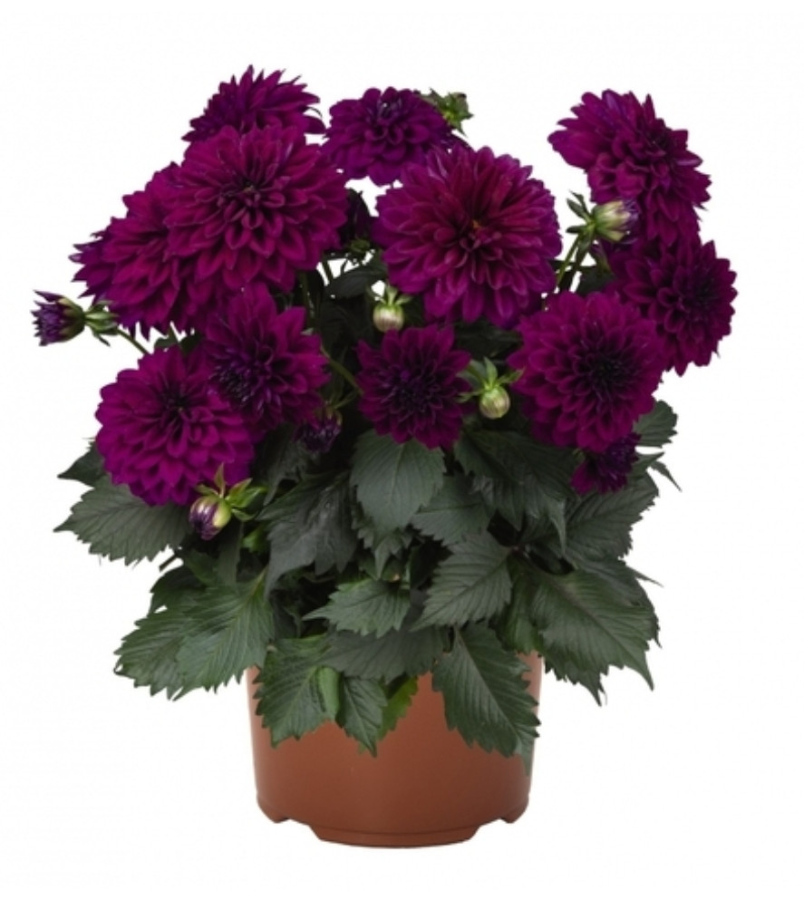 Георгина  Hypotonic Tropical Purple/ укор.черенок