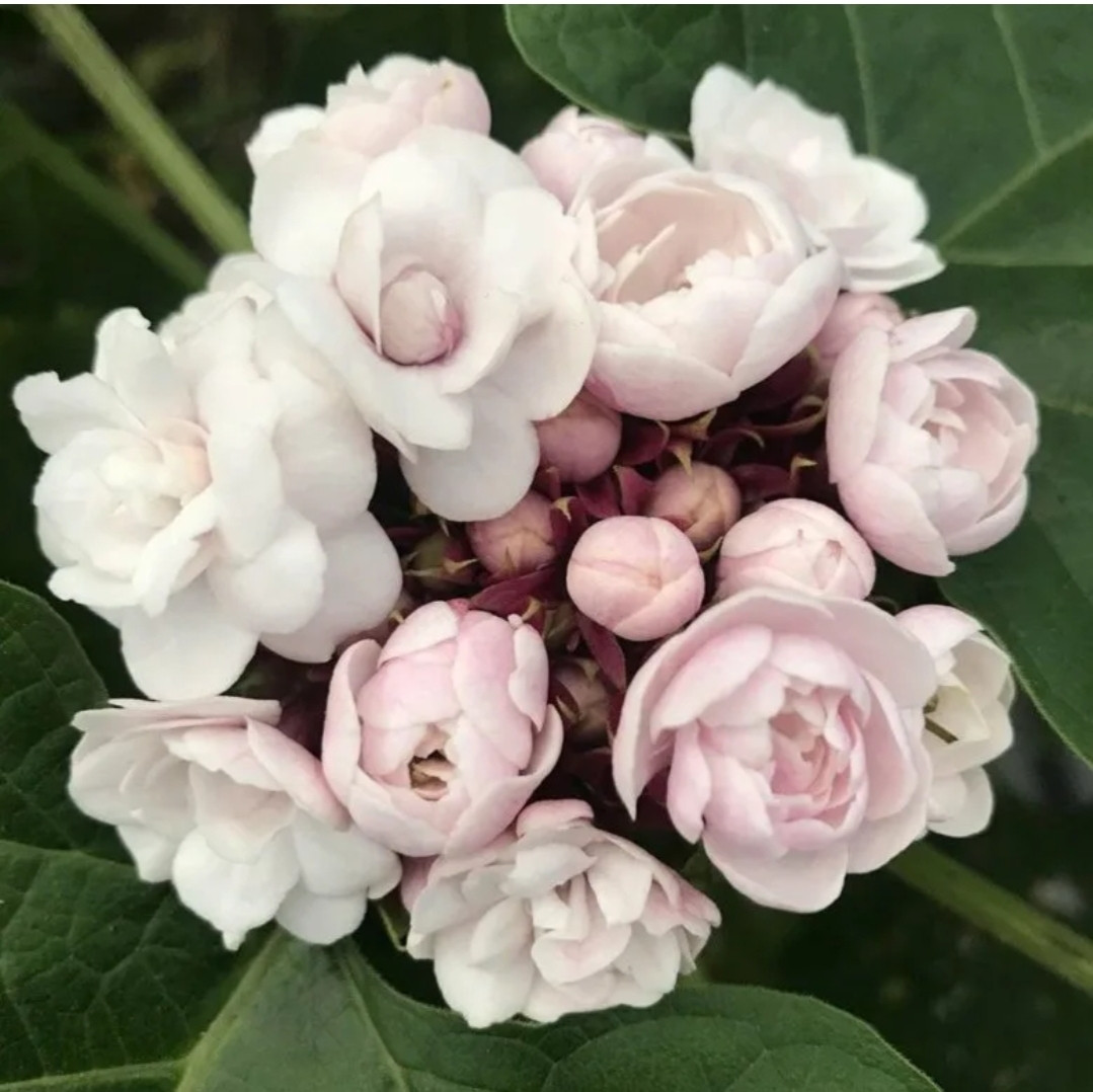 Клеродендрум Филиппинский/укор.черенок, фото 1