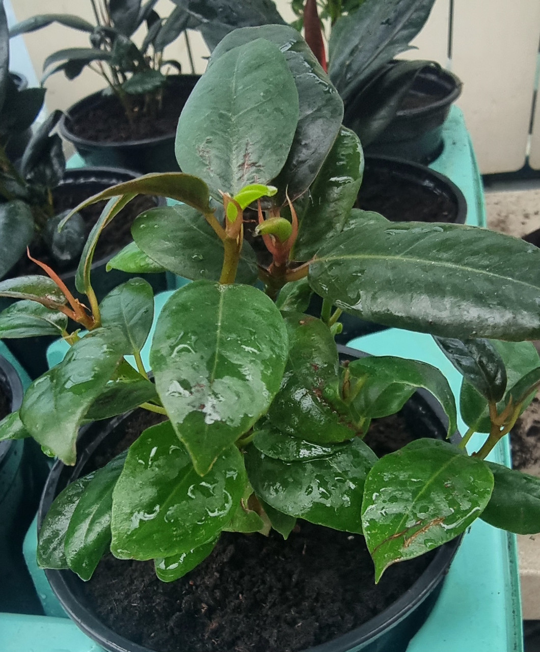 Фикус elastica Robusta d12 /стартер