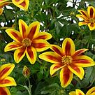 Биденс Blazing Star адаптированный еврочеренок в 9м горшке, фото 2