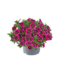 Калибрахоа  Metro Early Good Night Kiss адаптированный еврочеренок в 7м горшке