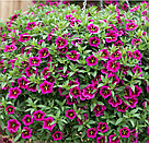 Калибрахоа  Metro Early Good Night Kiss адаптированный еврочеренок в 7м горшке, фото 2