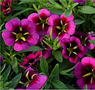 Калибрахоа  Metro Early Good Night Kiss адаптированный еврочеренок в 7м горшке, фото 4