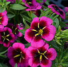 Калибрахоа  Metro Early Good Night Kiss адаптированный еврочеренок в 7м горшке, фото 3