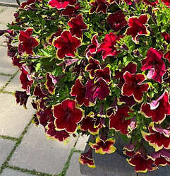 Петуния Surfinia® Burgundy Yellow Picotee адаптированный еврочеренок в 9м горшке