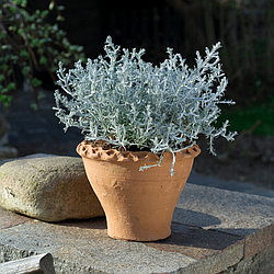 Calocephalus адаптированный еврочеренок в 9м горшке