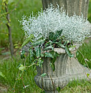 Calocephalus адаптированный еврочеренок в 9м горшке, фото 4