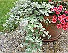 Helichrysum адаптированный еврочеренок в 9м горшке, фото 4