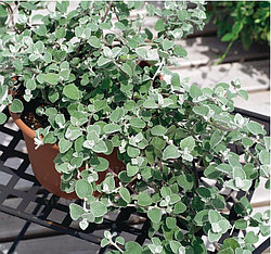 Helichrysum адаптированный еврочеренок в 9м горшке