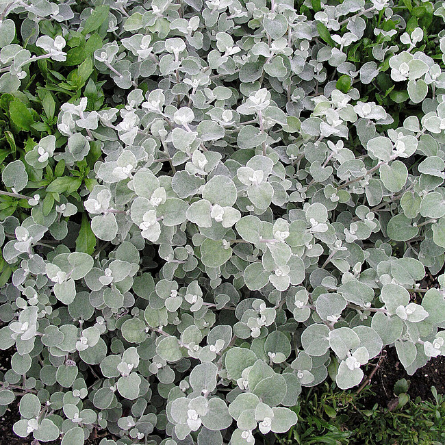 Helichrysum Silver адаптированный еврочеренок в 9м горшке
