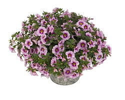 Калибрахоа Bloomtastic Rose Quartz адаптированный еврочеренок в 7м горшке