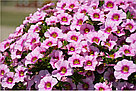 Калибрахоа Bloomtastic Rose Quartz адаптированный еврочеренок в 7м горшке, фото 4