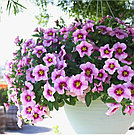 Калибрахоа Bloomtastic Rose Quartz адаптированный еврочеренок в 7м горшке, фото 6