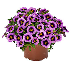 Калибрахоа  Tik Tok Grape  адаптированный еврочеренок в 7м горшке