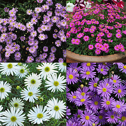 Брахикома гибридная