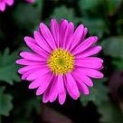 Брахикома Fresco Candy адаптированный еврочеренок в 9м горшке, фото 2