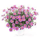 Брахикома Fresco Candy адаптированный еврочеренок в 9м горшке, фото 7