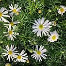 Брахикома Surdaisy White адаптированный еврочеренок в 9м горшке, фото 3