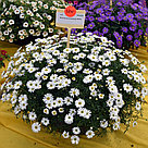 Брахикома Surdaisy White адаптированный еврочеренок в 9м горшке, фото 5