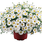 Брахикома Surdaisy White адаптированный еврочеренок в 9м горшке, фото 2