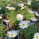 Брахикома Surdaisy White адаптированный еврочеренок в 9м горшке, фото 9