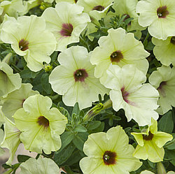 Петуния ColourCloud Lime Punch адаптированный еврочеренок в 9м горшке