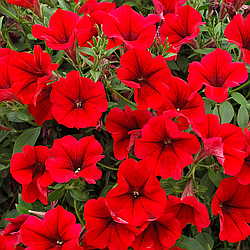 Петуния Surfinia Table Dark Red адаптированный еврочеренок в 9м горшке