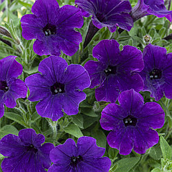 Петуния Bubbles Violet Blue адаптированный еврочеренок в 9м горшке