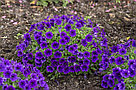 Петуния Bubbles Violet Blue адаптированный еврочеренок в 9м горшке, фото 4