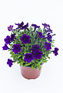 Петуния Bubbles Violet Blue адаптированный еврочеренок в 9м горшке, фото 6