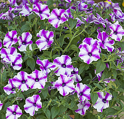 Петуния ColourCloud Starry Magenta адаптированный еврочеренок в 9м горшке