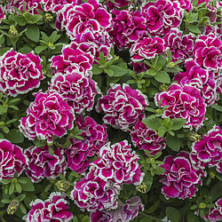 Петуния Tumbelina Anna адаптированный еврочеренок в 9м горшке