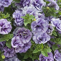 Петуния Tumbelina Priscilla адаптированный еврочеренок в 9м горшке