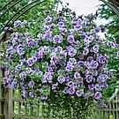 Петуния Tumbelina Priscilla адаптированный еврочеренок в 9м горшке, фото 3