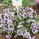 Петуния Tumbelina Priscilla адаптированный еврочеренок в 9м горшке, фото 6