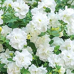 Петуния Tumbelina Diana адаптированный еврочеренок в 9м горшке